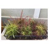 MMF141 Five Tillandsia Air Plant “Balls”