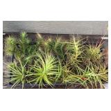 MMF142 Various Tillandsia Air Plants 