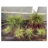 MMF143 Six Tillandsia Air Plant “Balls”