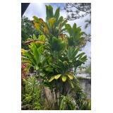 MMF151 Green Ti Leaf Plant Cuttings