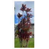 MMF152 Red Ti Leaf Plant Cuttings