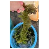 MMF153 Aquarium Pond Plants