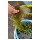 MMF154 Aquarium Pond Plants 