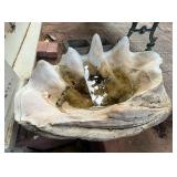 TTT081 Giant Clam Shell