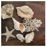 TTT011- Lot of Beautiful Natural Sea Shells 