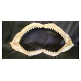 TTT182 - Shark Jaw