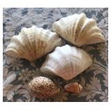 TTT218 - Large Clam & Conch Shells