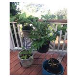 TTT227 - Assorted Green Plants With Stand