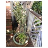 TTT249 - Dracaena Plant