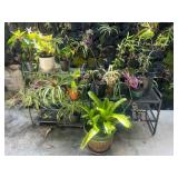 TTT355- Potted Plants & (2)Metal Stands