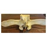 TTT482-Looks And Feels Like Bone