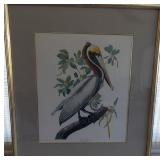MFA081 22" x 25" Framed & Matted Study of a Brown Pelican Print