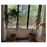 KFT015 Two Large Potted Plants In Baskets With Three Glass Water Globes 