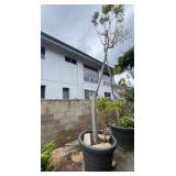 KFT104- Large Potted Tree