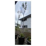 KFT105- Large Potted Tree