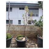 KFT106- Large Potted Tree