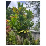 MMB172 Green Ti Leaf Plant Cuttings 