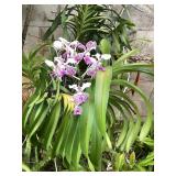 MMB174 Vanda Orchid Plant Cuttings