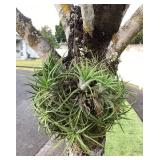 MMB177 Hanging Tillandsia Air Plant “Ball”