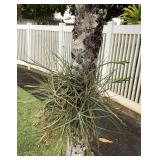 MMB178 Large Hanging Tillandsia Air Plant “Ball”