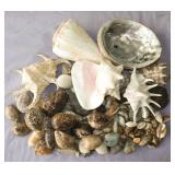 AHC227 Collectible Shells, Shells, and More Shells
