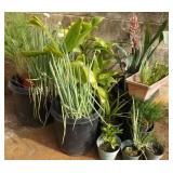 AHC228 Potted Plants - Green Onion, Ginger and More