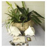 AHC229 Beautiful Plant Basket, Fossil, Crystal Pendants & More