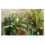 AHC236 Potted Plants - Green Onion, Chives