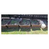 BEE185 - Planter Boxes with Soil