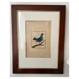 WWT008- Antique Framed Botanical Etching Print On Paper