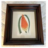 WWT018- Tritoma Uvaria Gawl. Kniphofia Aloides Moench. 