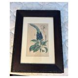 WWT019- Framed Stachytarpheta Aristata Print 