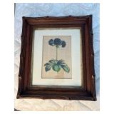 WWT020- Primula Auricula Flore Nigro Pleno By Horto Van Houttcano