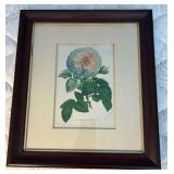 WWT021- Rosier Hybride Remontant Lena Turner 