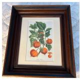 WWT022- Framed Physalis Alkekengi 