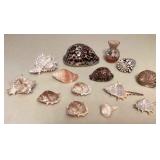 MMM180 Various Beautiful Seashells 