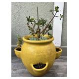 MMM199 Yellow Ceramic Strawberry Pot Of Various Succulents 