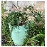 MMM201 Palm Plant In Large Ceramic Planter Pot