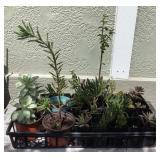 MMM210 Twenty-Five Various Succulent Plants 