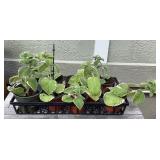 MMM211 Ten Variegated Oregano Plants 