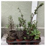 MMM212 Twelve Various Succulent Plants 