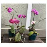 MMM214 Five Beautiful Phalaenopsis Orchid Plants 