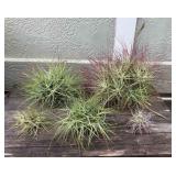 MMM215 Five Tillandsia “Ball” Plants
