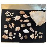 PPE020- Variety Of Shells And Quartz