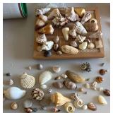 PPE077 Assorted Natural Shells Collection