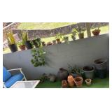 PPE345 Out Door Plants 