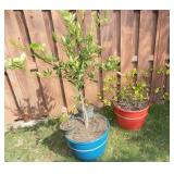 WFS117 Citrus Plants in Huge Pots