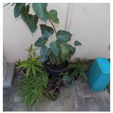 WFS119 Assorted Plants in Pots