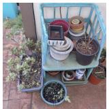 WFS124 More Pots for Planting, Jade Plant