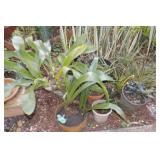 WFS125 Cacti, Orchids for Your Garden